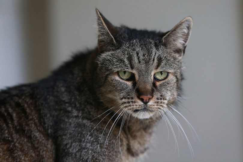 В Великобритании в возрасте 32 лет скончался самый старый в мире кот.