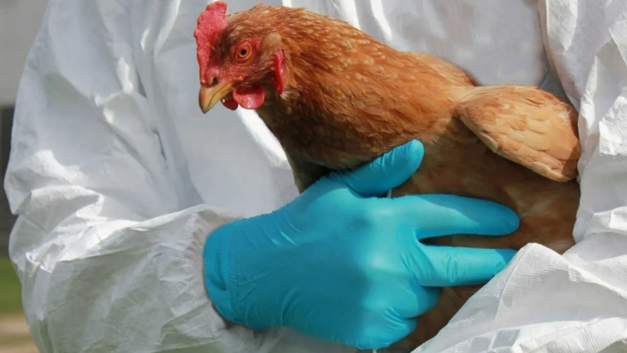 Gripa aviară evoluează rapid și prezintă un risc pandemic.