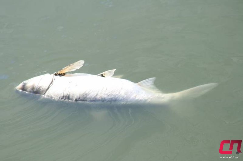 Возможно, к мору привёл выброс технической воды в водоём.