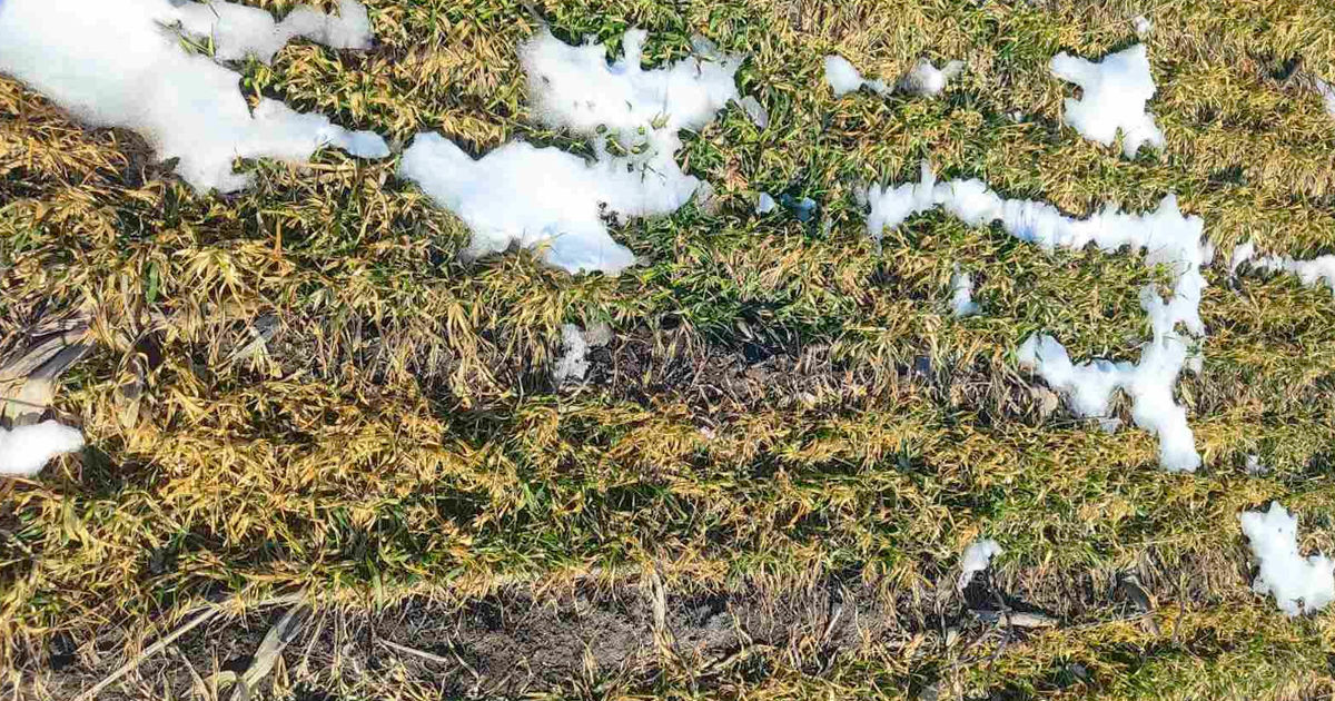 Fermierii bat alarma: Temperaturile scăzute, fără precipitații, afectează grav culturile.