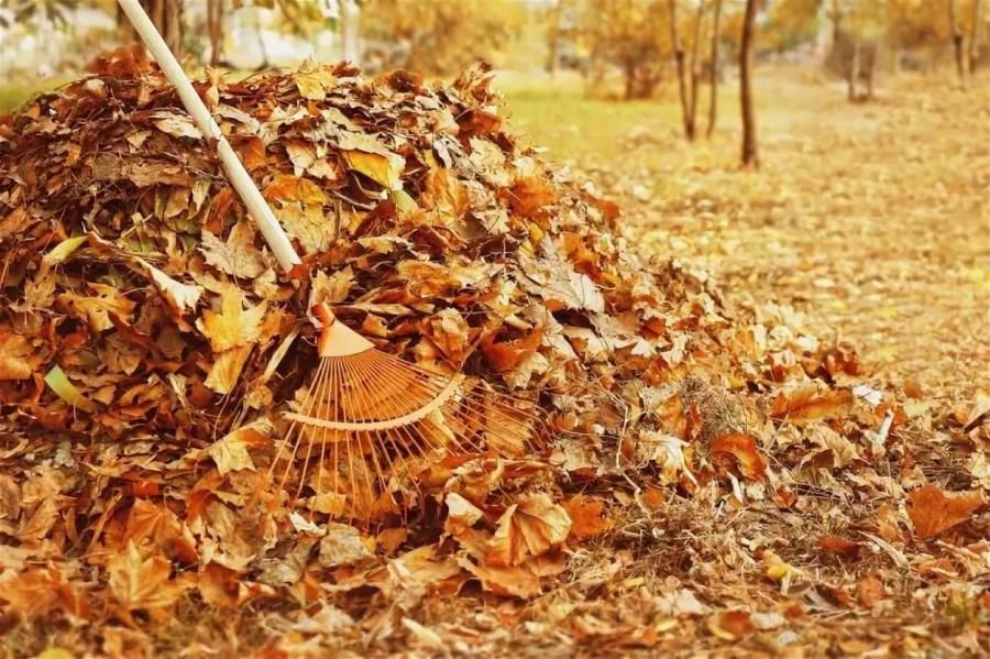 В Бельцах не хватает техники для вывоза опавшей листвы.