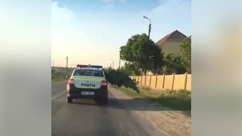 Патрульная машина, перевозящая коноплю, была замечена на юге страны.