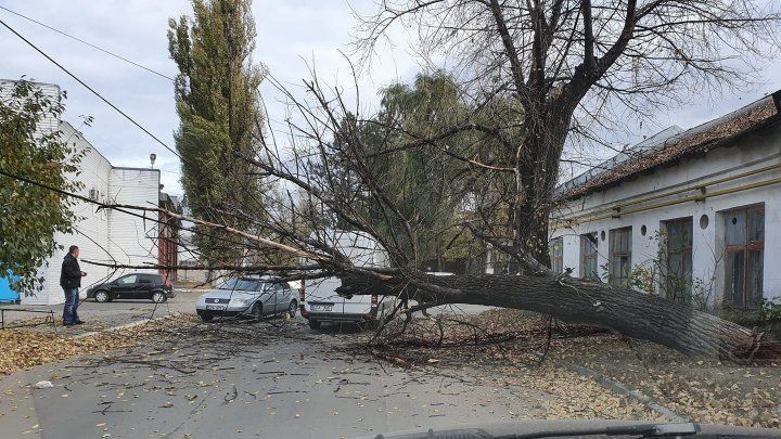 Рядом с гаражами "Зеленхоза" на дорогу рухнуло высохшее дерево.