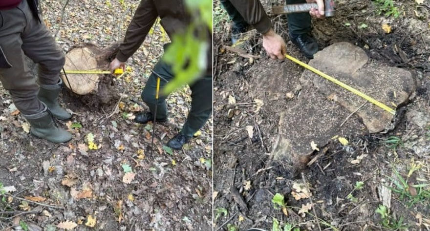 В Калараше вырубили ценные породы деревьев.