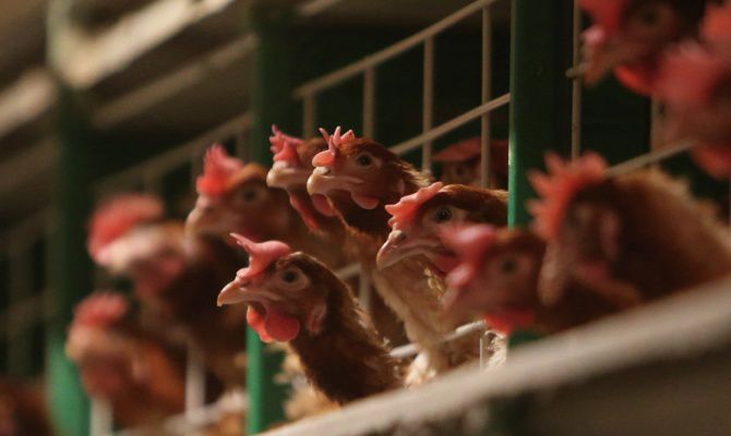 Причина запрета — зарегистрированные случаи заболевания птиц высокопатогенным гриппом.
