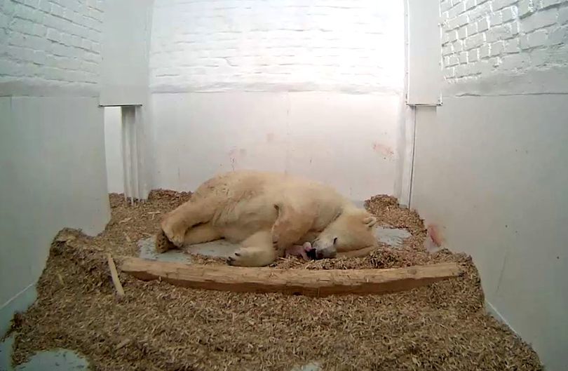 Imagini cu momentul emoționant în care s-a născut un urs polar