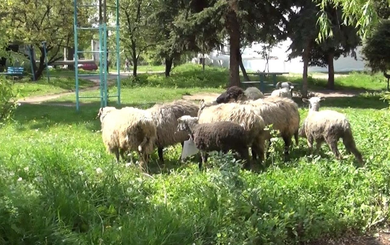 В одном из дворов неизвестные выпустили с десяток овец и баранов.