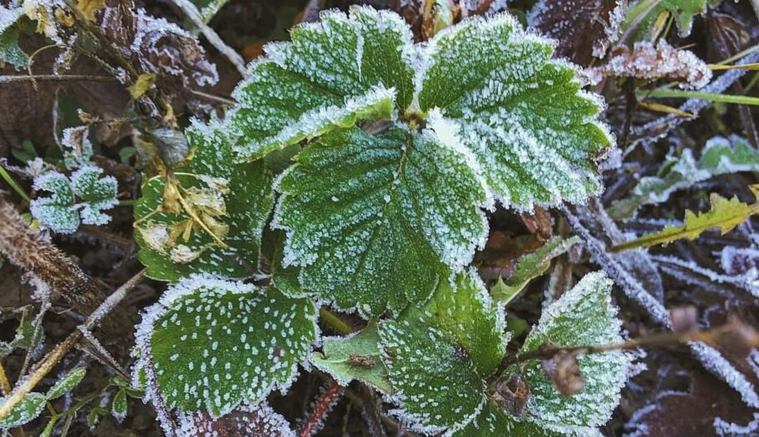 В утренние часы возможны заморозки, днем потеплеет до +17°С.