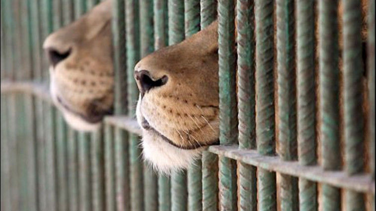 Doi lei au scăpat din cuşti la o Grădina Zoologică din Germania. Foto: antena3.ro
