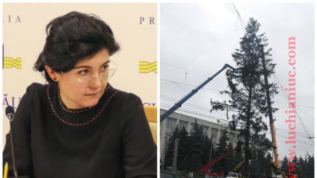 Epopeea bradului. Primăriei Chișinău i se va restitui toți banii. Foto: bani.md