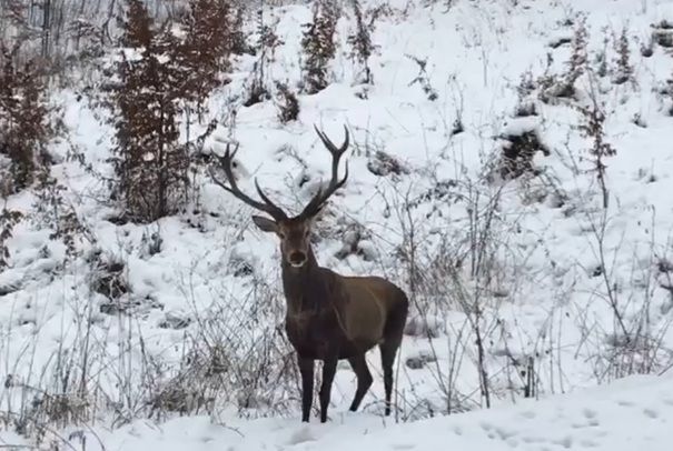 Patru cerbi curioși, surprinși într-o pădure din Caraș-Severin.
