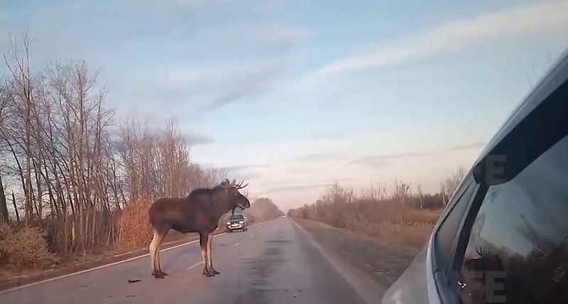 Под Тольятти злой лось вышел на трассу и начал крушить машины.