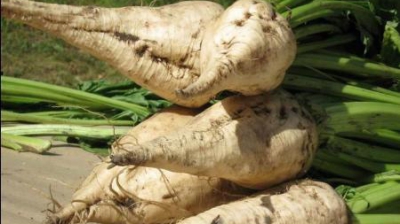Фермеры рады урожаю, а сахаропроизводители ищут рынки сбыта продукции.