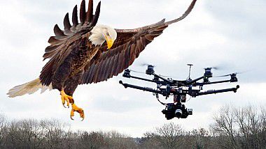 Momentul când un vultur doboară o  dronă, filmat. Foto: cana3.md