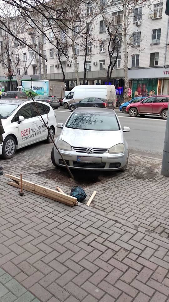 Столичный водитель едва не снес молодое дерево, паркуя автомобиль.