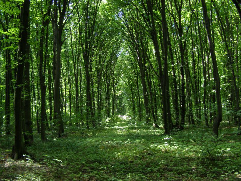В Гагаузии площадь лесов за год увеличилась на 257 гектаров.
