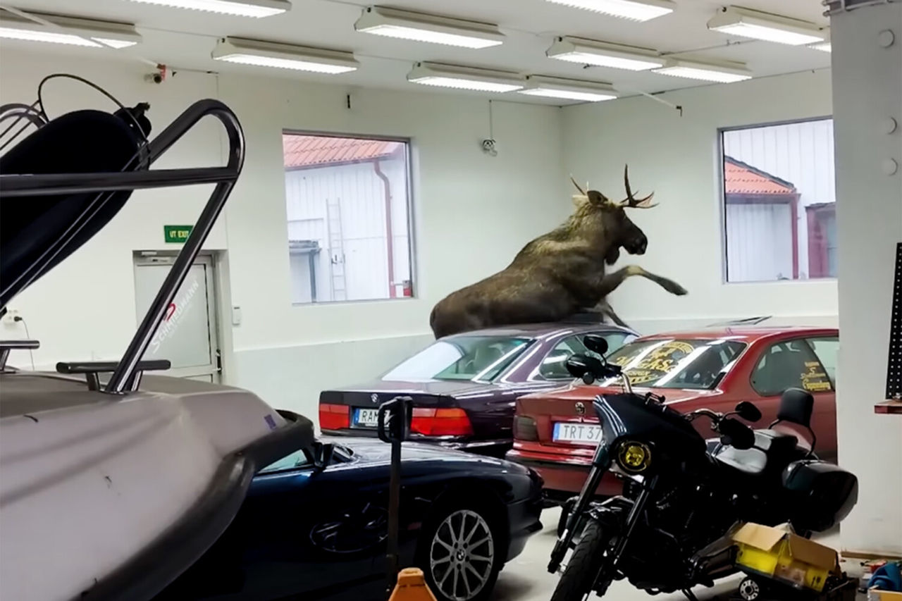 Un elan a intrat într-un showroom auto și a avariat două mașini de colecție în Suedia.