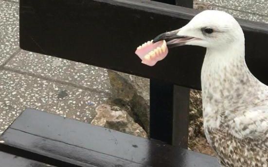 Un pescăruș din Marea Britanie a fost fotografiat cu o proteză dentară umană în cioc. 