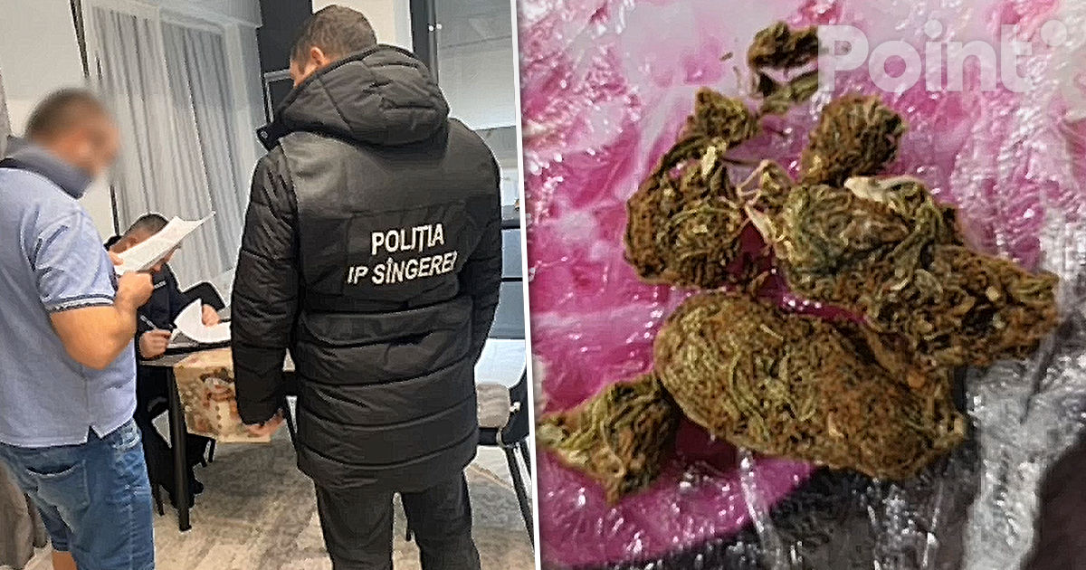 Marijuana, descoperită în cadrul unor percheziții la Sângerei.