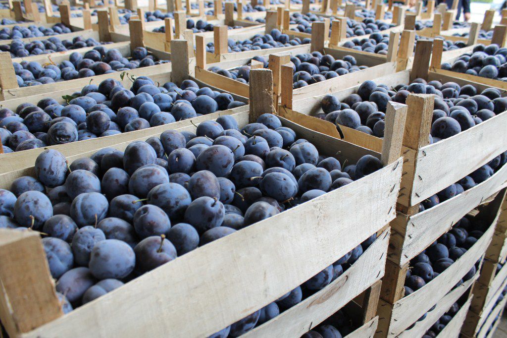 Republica Moldova în 2017 pentru prima dată a depășit cotele de export la prune.