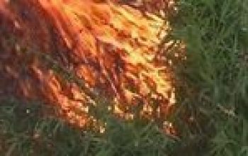 De la începutul operaţiunii şi până în prezent, poliţiştii au nimicit circa 300 de plantaţii de cânepă