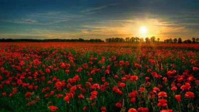 Florile au avut, de-a lungul istoriei, o mulțime de întrebuințări. Foto: publika.md