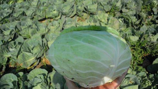 Un bărbat stropea varza cu apa poluată din râul Bîc. Foto: chemavitala.ro