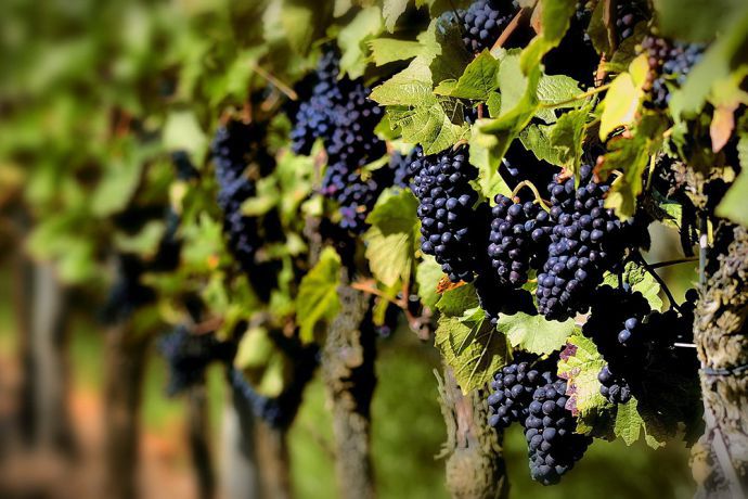 Ион Сула подчеркнул важность диверсификации рынков сбыта для молдавской продукции.