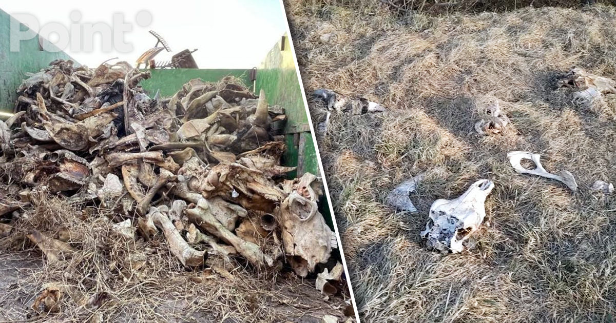 Peste 100 de cranii de bovine, găsite în apropiere de Criuleni: A fost pornită o anchetă.