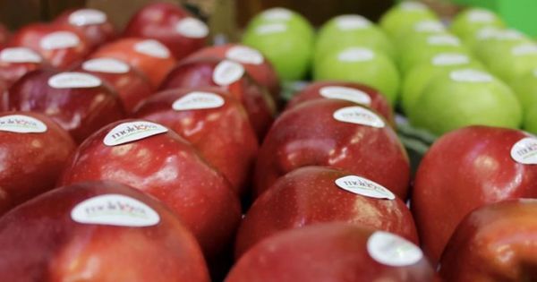 Numărul companiilor care exportă fructe în Rusia s-a dublat în 3 ani