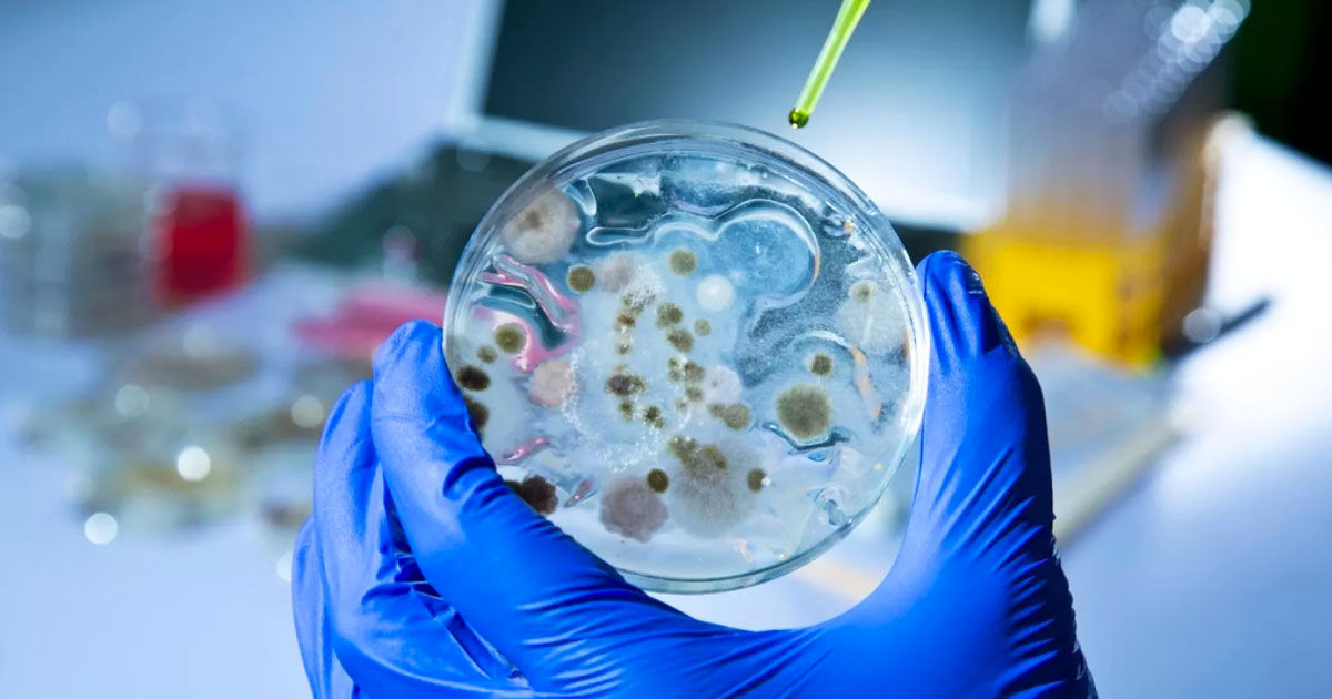 Studiu: Schimbările climatice cresc riscul de infecție cu ciuperci periculoase.