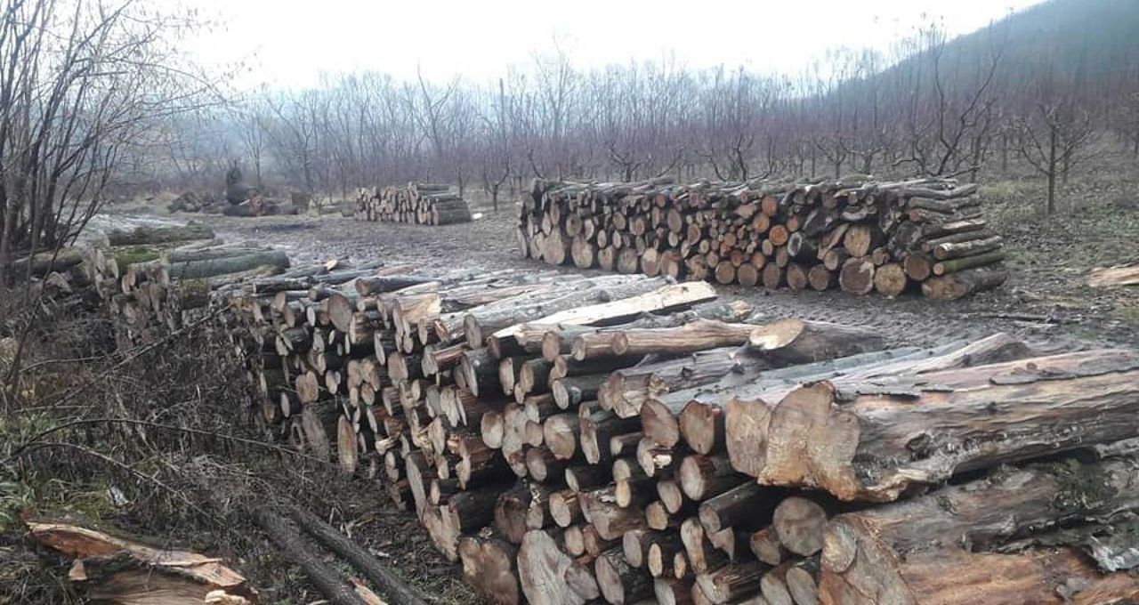 На заготовку древесины наложат трехлетний мораторий.