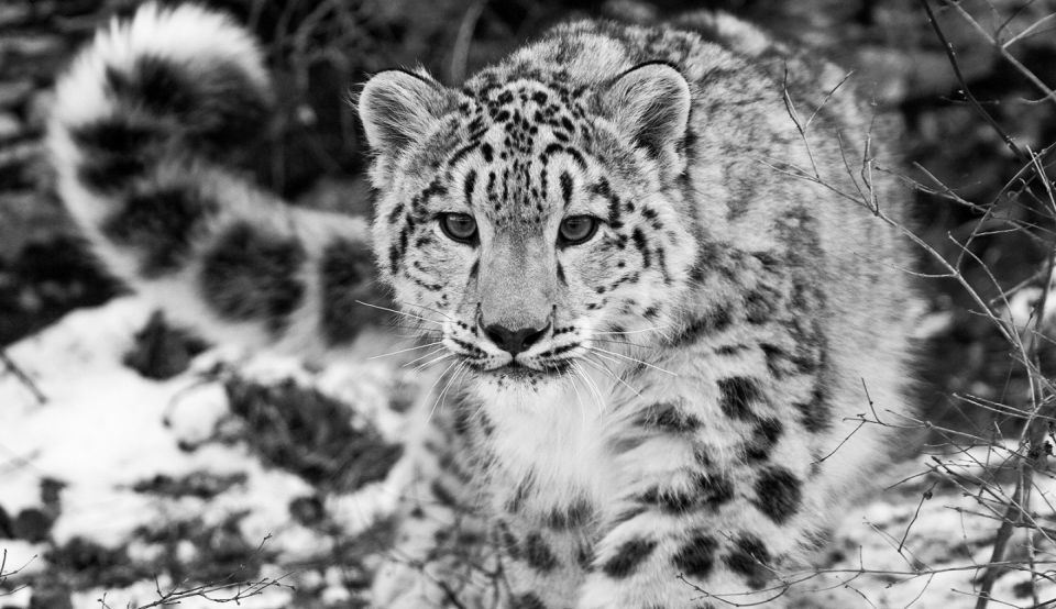 Anunțul savanților: Leoparzii zăpezii, pe cale de dispariție