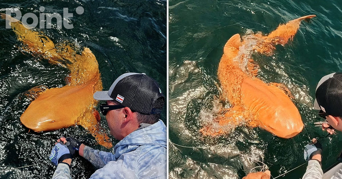 Уникальную оранжевую акулу с белыми глазами поймали в Карибском море.
