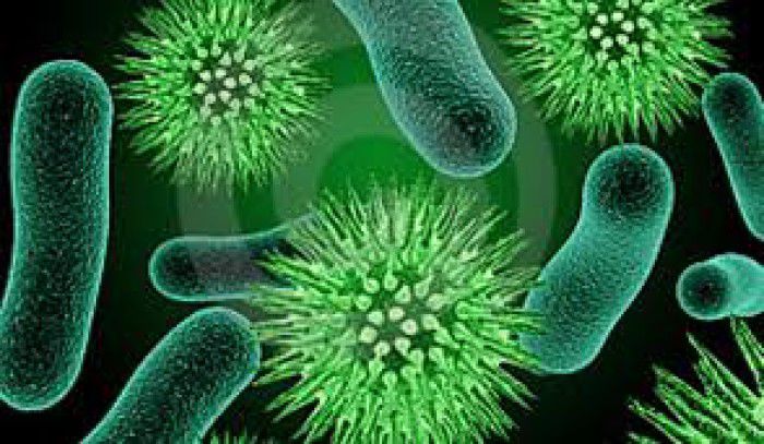 Mii de specii de bacterii se adăpostesc în locuinţele noastre. Foto: descopera.ro