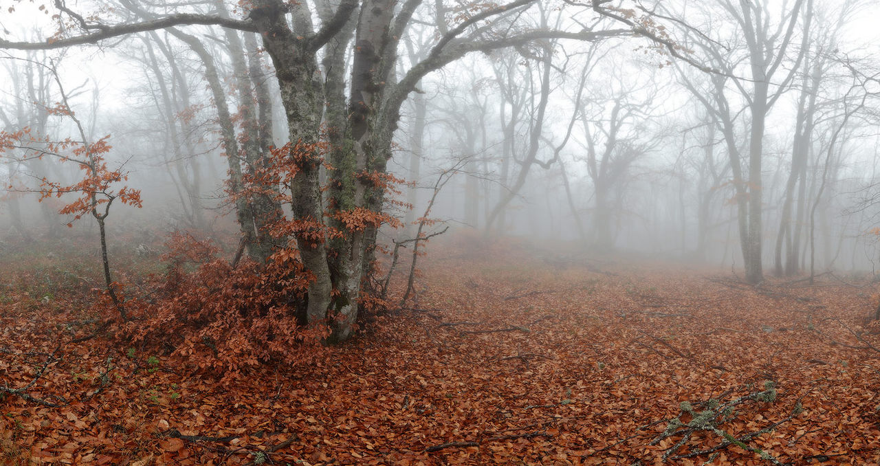 Vremea va fi determinată, mâine, de influența unei zone de aer cu presiunea atmosferică ridicată. Foto: imyatakoe.35photo.ru