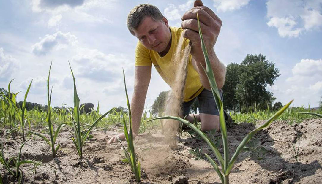 Больше 70 тысяч гектаров сельхозугодий в Румынии пострадали из-за засухи.