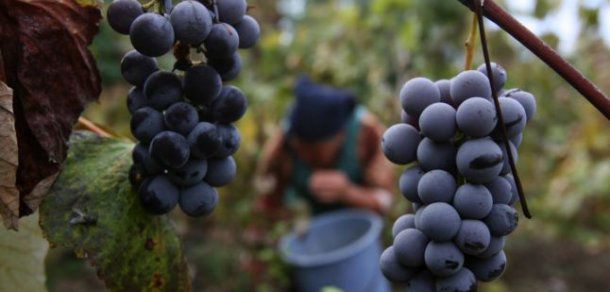 Viticultorii vor procura tehnică de specialitate în leasing.  Foto: adevarul.ro