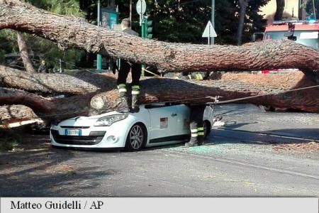 Un pin s-a prăbușit peste un taxi. Șoferul, transportat la spital
