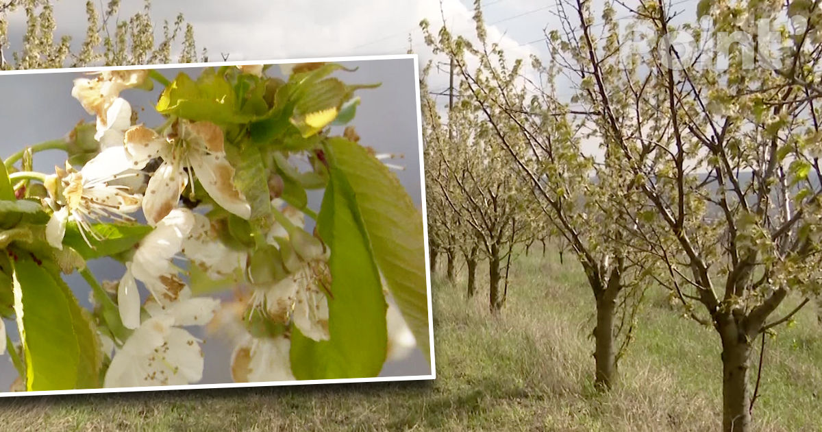 Agricultorii se plâng de pierderi majore în urma înghețurilor.
