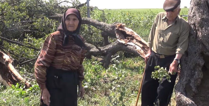 200-летнее грушевое дерево Авдармы не выдержало шквалистого ветра.