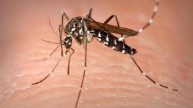 Țânțarii pot fi purtători de boli și ne pot infecta cu o simplă înțepătură. Foto: realitatea.net