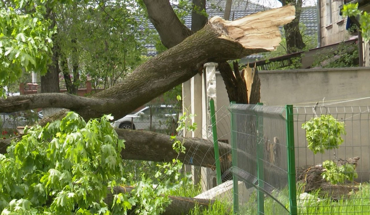 Planul de defrișare a copacilor din Capitală ar putea fi revizuit după decesul unui bărbat într-un parc.