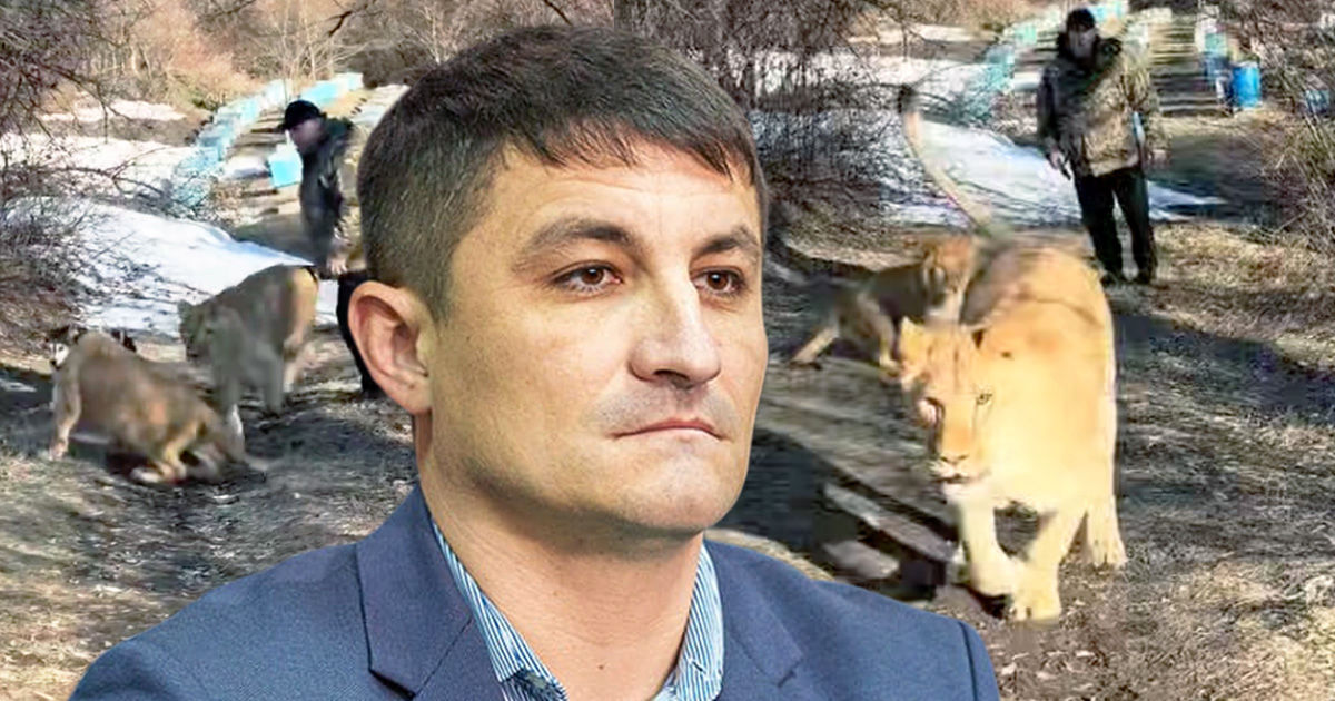 Инспекторат по охране окружающей среды о видео с львятами: Нарушение закона. Коллаж: Point.md