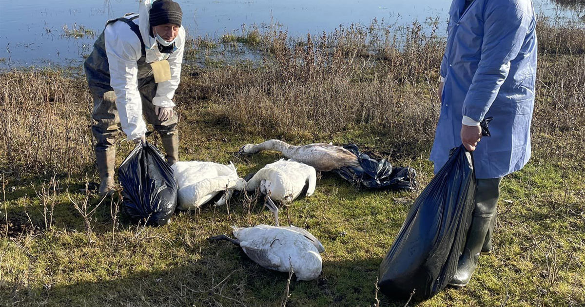 Во Флорештском районе нашли более 50 мертвых лебедей.