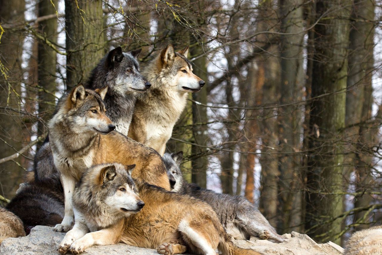 Lupii dau tot mai des târcoale la stânele din ţară. Foto: green-report.ro