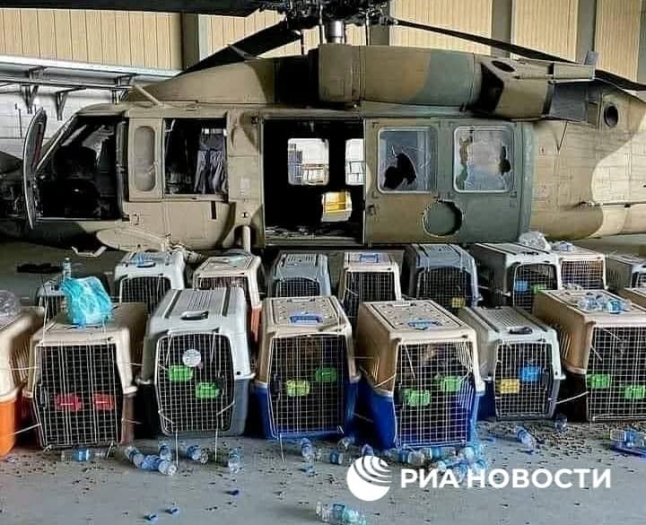 Эксперт объяснил, почему оставленные американцами в Кабуле собаки не выживут.