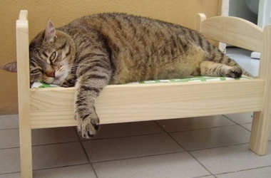 Животное ночь продержали в камере за воровство еды у других котов. Фото: funnyanimalsite.com