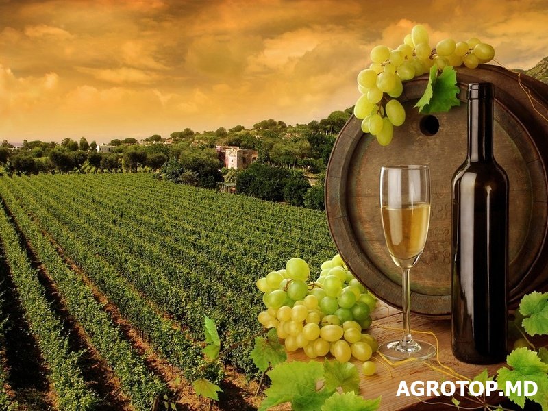Национальный офис виноградарства и вина (НОВВ) появится в Молдове. Фото: agrotop.md