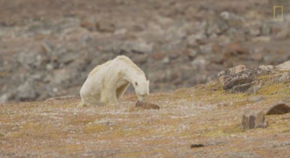 Imaginea dramatică a încălzirii globale: Un urs polar moare de foame